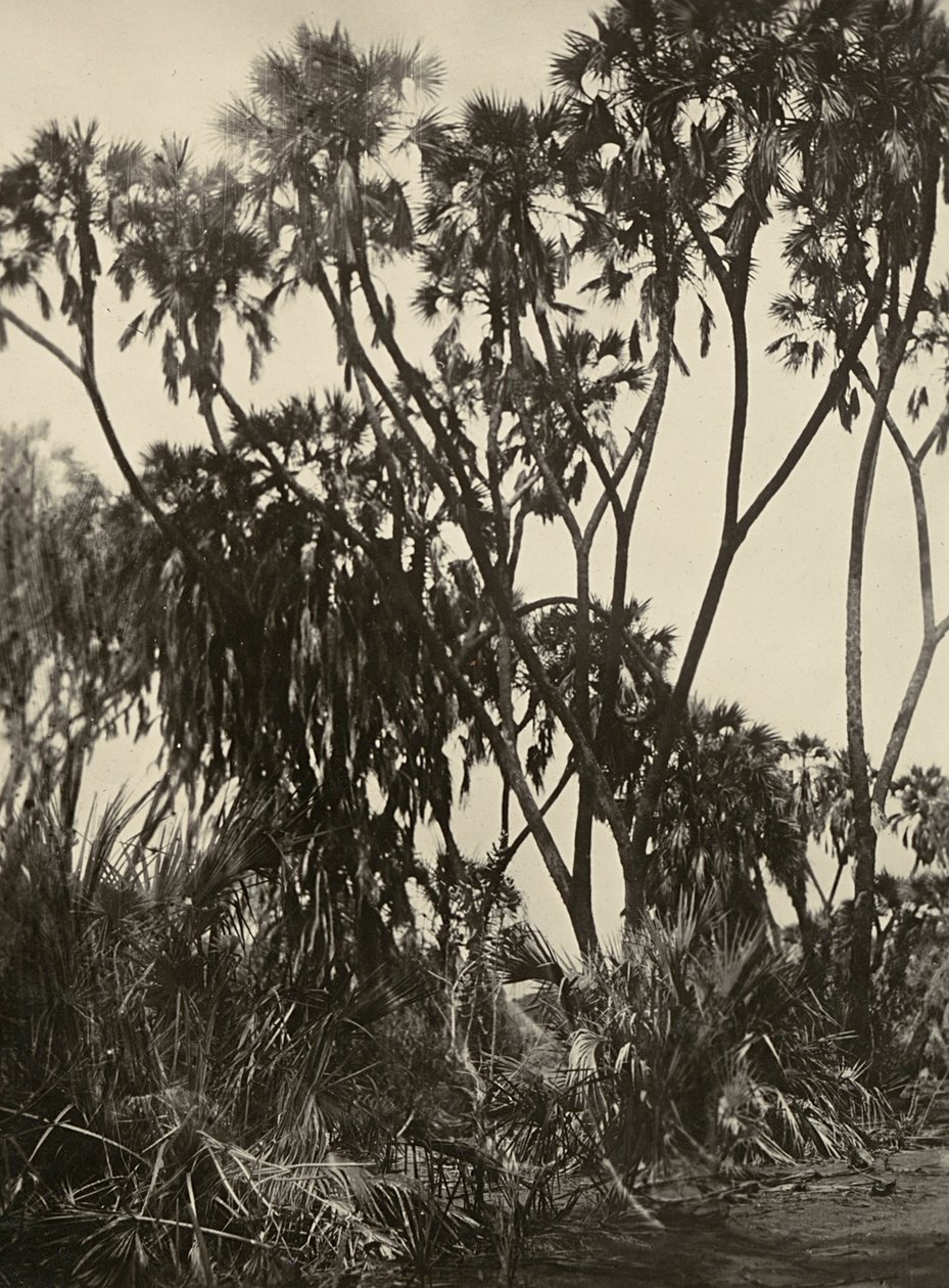 „Budování říše“ ve fašistickém věku: háj dumských palem, 09.05.1936 (černobílá fotografie) od Modestino Baldinetti