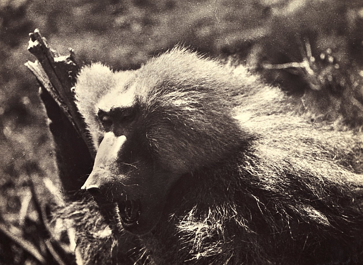 „Budování říše“ ve fašistickém věku: opice, 09.05.1936 (černobílá fotografie) od Modestino Baldinetti