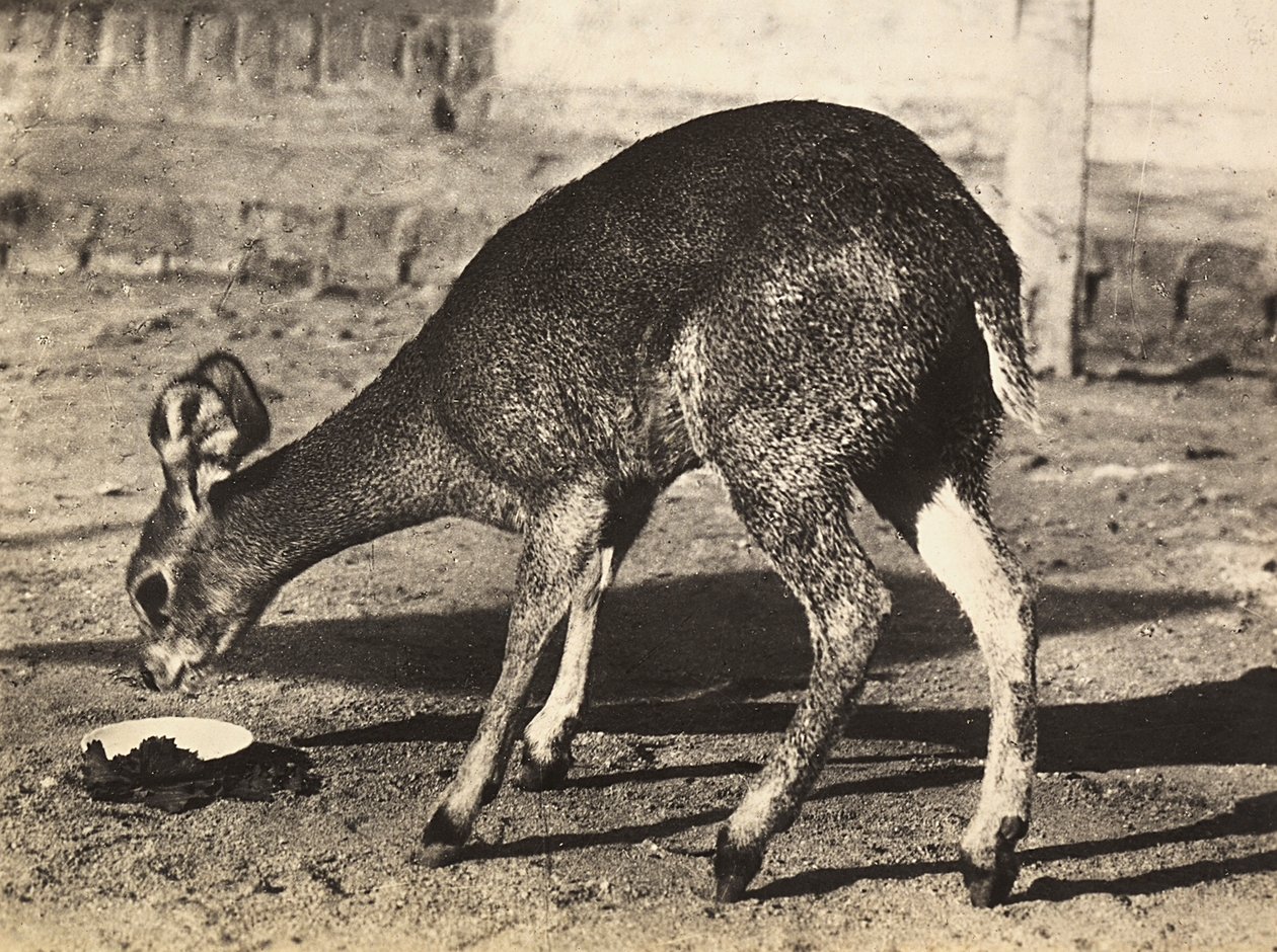 „Budování říše“ ve fašistickém věku: antilopa, 09.05.1936 (čb foto) od Modestino Baldinetti
