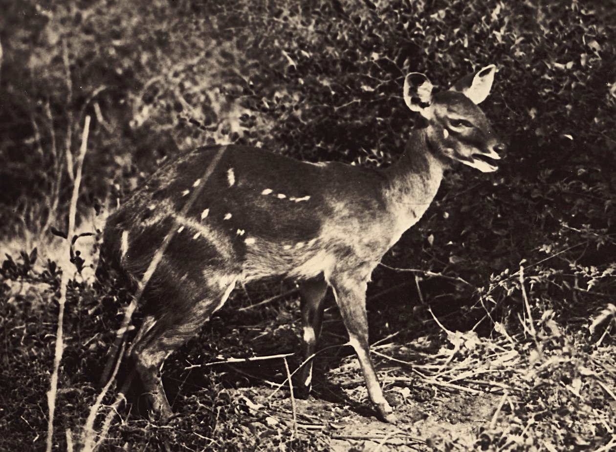 „Budování říše“ ve fašistickém věku: antilopa, 9.5.1936 (černobílá fotografie) od Modestino Baldinetti