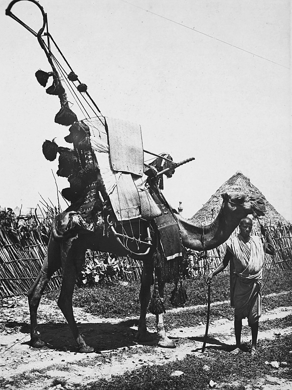 „Budování říše“ ve fašistickém věku: velbloud s nádherou pro svatební obřad, 09.05.1936 (černobílá fotografie) od Modestino Baldinetti
