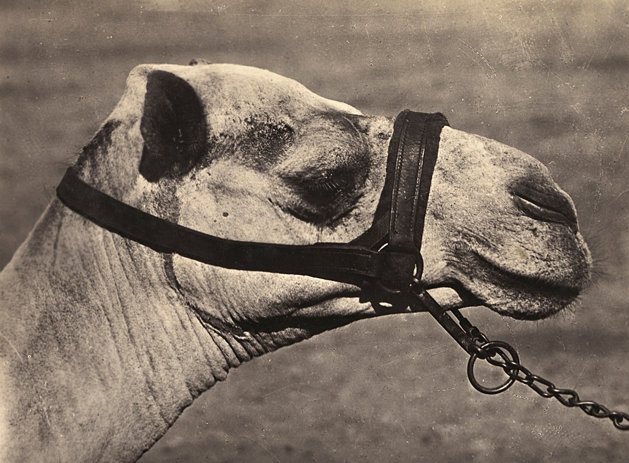 „Budování říše“ ve fašistickém věku: hlava velblouda „bisciari“, 09.05.1936 (černobílá fotografie) od Modestino Baldinetti