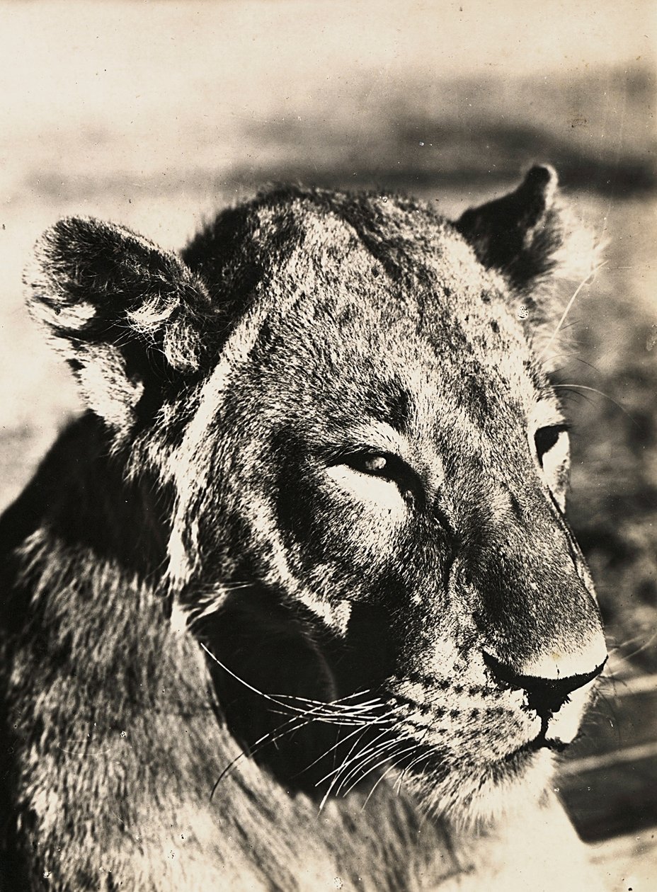 „Budování říše“ ve fašistickém věku: hlava lva, 9.5.1936 (černobílá fotografie) od Modestino Baldinetti