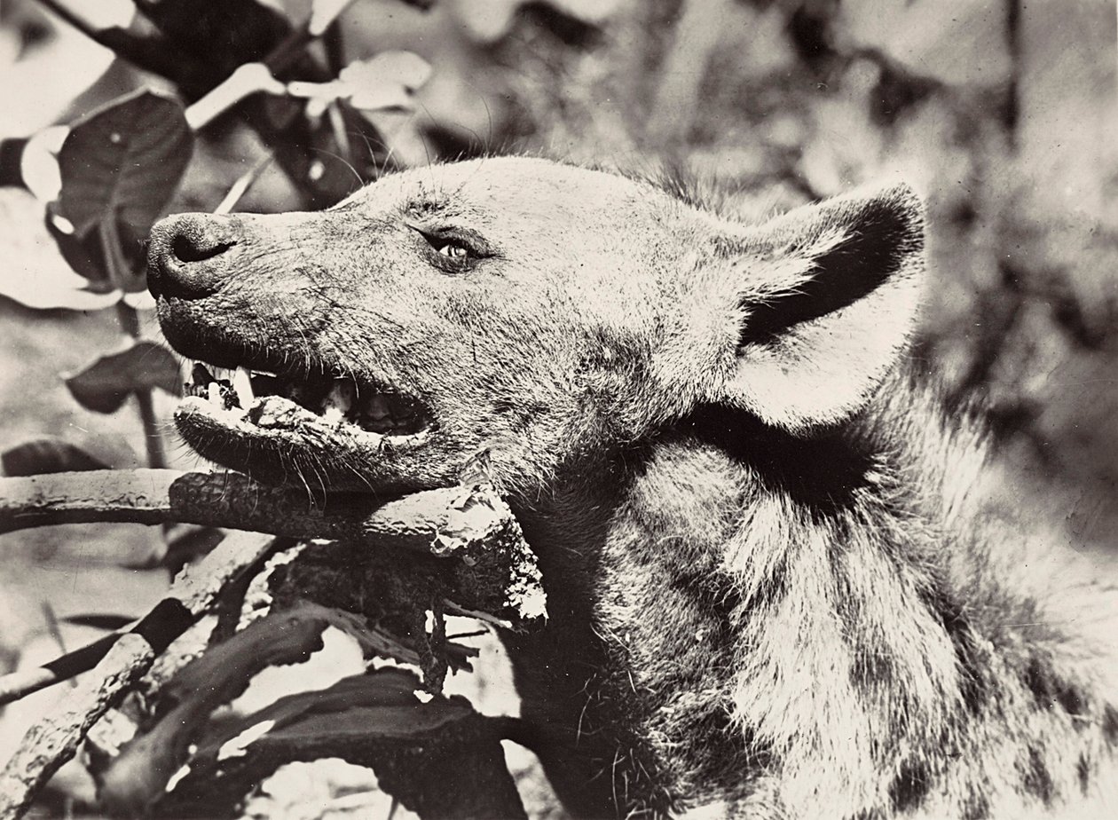 „Budování říše“ ve fašistickém věku: hlava hyeny, 9.5.1936 (černobílá fotografie) od Modestino Baldinetti