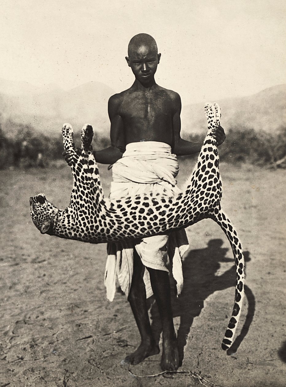„Budování říše“ ve fašistickém věku: domorodec s leopardem, 09.05.1936 (černobílá fotografie) od Modestino Baldinetti