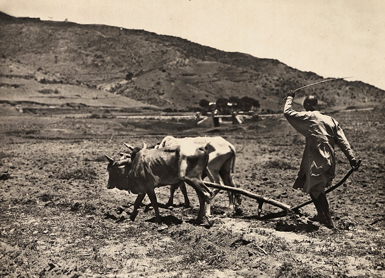 „Budování říše“ ve fašistické době: orba na altopianu, 9.5.1936 (čb foto) od Modestino Baldinetti