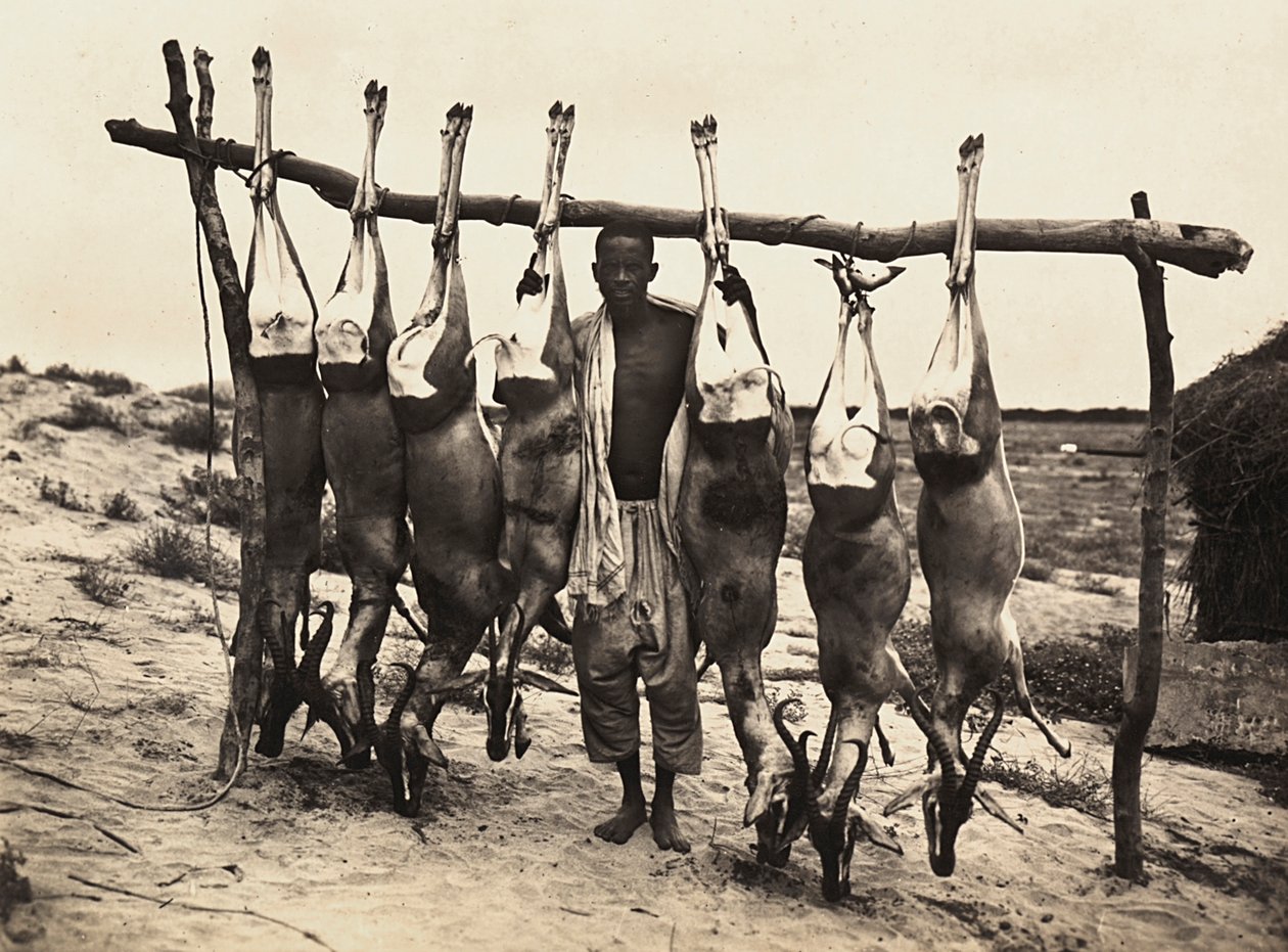 „Budování říše“ ve fašistickém věku: někteří ulovení jeleni, 09.05.1936 (černobílá fotografie) od Modestino Baldinetti