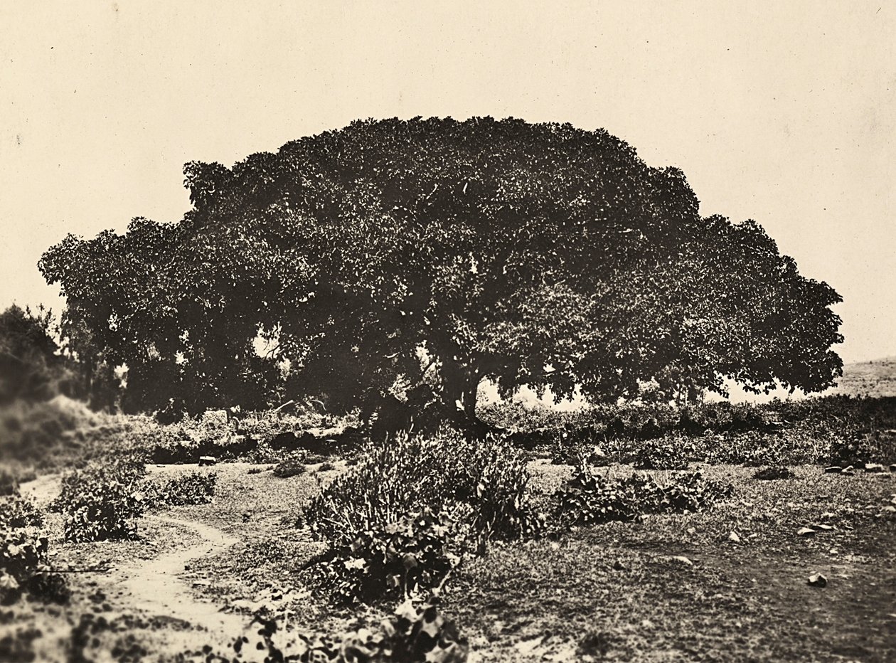 „Budování říše“ ve fašistickém věku: „Sicomoro“, soud italských vězňů v roce 1896 v Adua, 9.5.1936 (černobílá fotografie) od Modestino Baldinetti