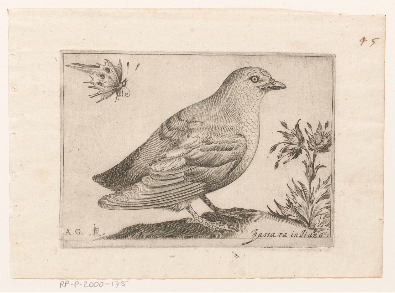 Vogel Passra Indiana (název na objektu) Vogels (název série) od Monogrammist AG