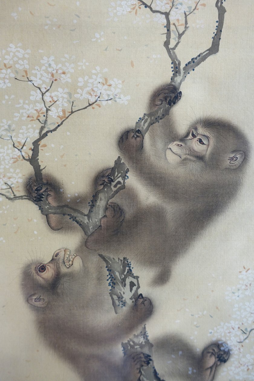 Opice na rozkvetlé třešni, 1 ze 2, Mori Sosen, Japonsko, období Edo, počátek 19. století, tuš a barva na hedvábí - Arthur M. Sackler Museum, Harvard University - DSC01127 od Mori Sosen