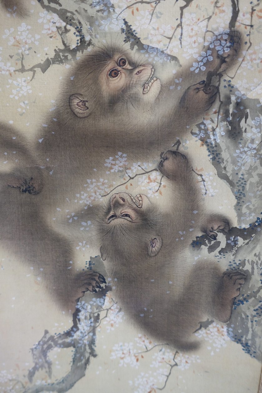 Opice na rozkvetlé třešni, 2 ze 2, Mori Sosen, Japonsko, období Edo, počátek 19. století, tuš a barva na hedvábí - Arthur M. Sackler Museum, Harvard University - DSC01128 od Mori Sosen