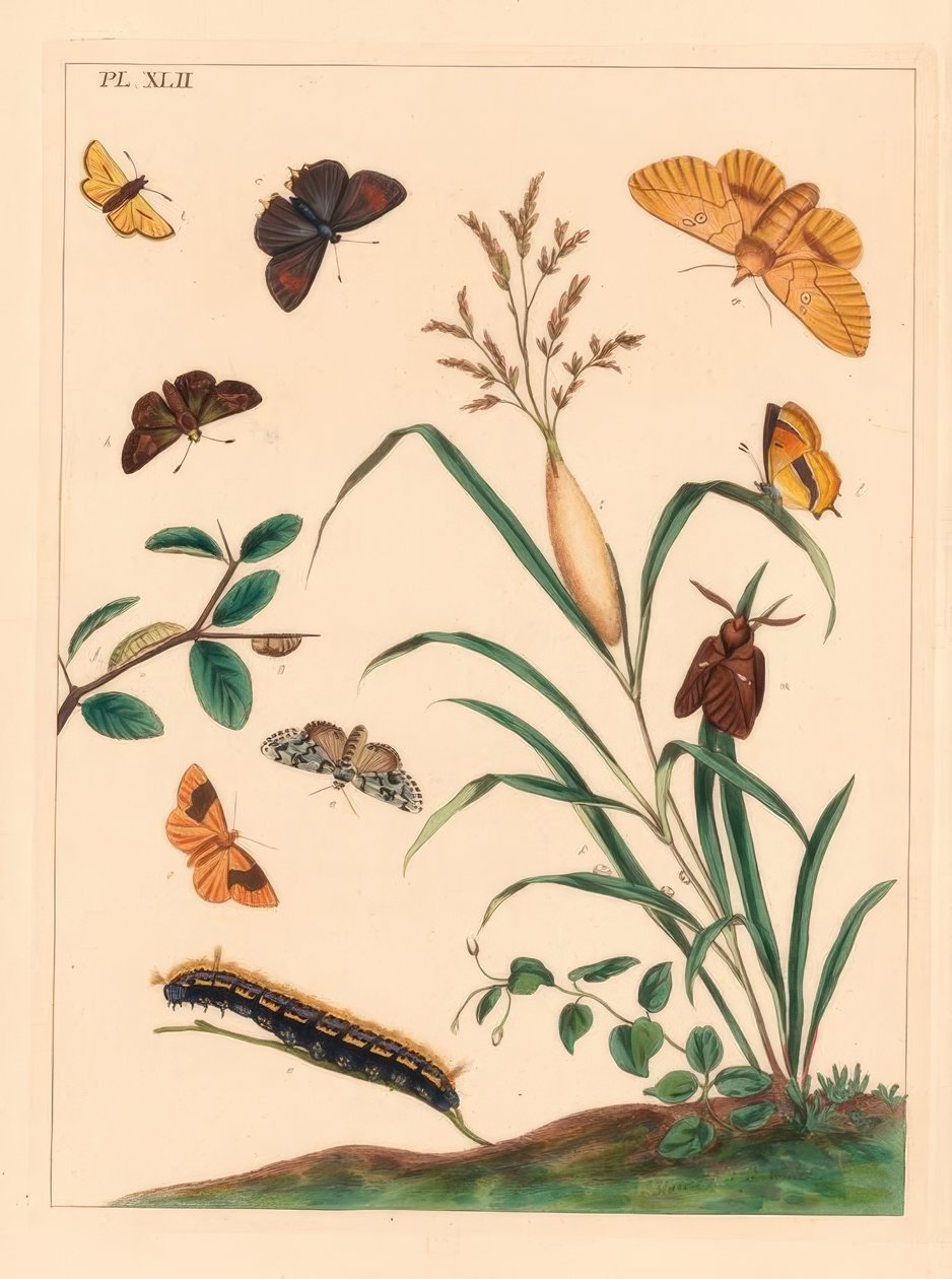 Můra napáječka, Euthrix potatoria, hnědý chlupáč, Thecla betulae, kapitán velký, Ochlodes sylvanus, kapitán malý, Thymelicus sylvestris, vzácný zázrak, Dipthera runica a umbra pruhovaná, Plagodis pulveraria od Moses Harris