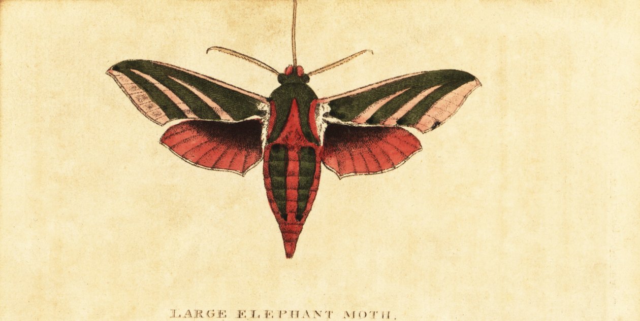 Jestřáb sloní, Deilephila elpenor., 1800 (rytina) od Moses Harris