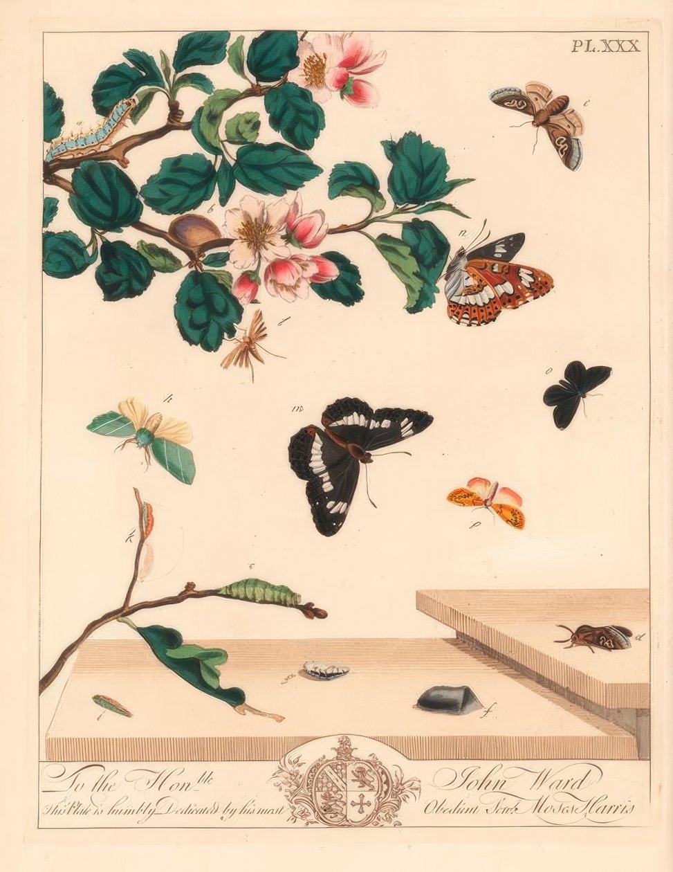 Postava osmiměsíčního motýla, Diloba caeruleocephala, bílý admirál, Limenitis arthemis, kominík, Odezia atrata, motýl červený, Callimorpha miniata, mol hnědý, Pterophorus pterodactylus, vzácný stříbřitý, Bena bicolorana a mol čenich, Hypen od Moses Harris