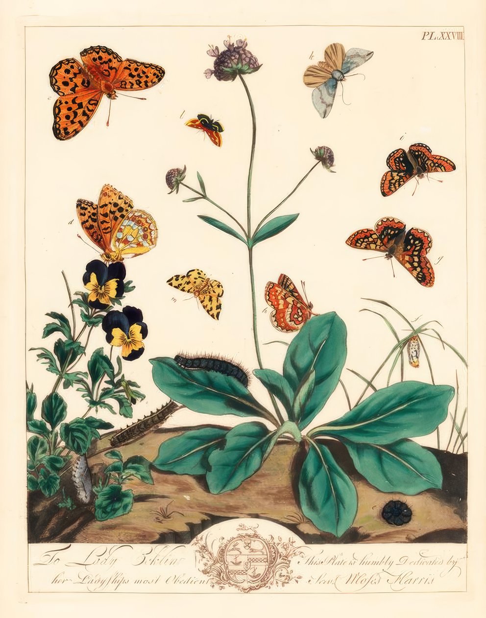 třesavec mastný, Euphydryas aurinia, třesavec hnědý, Fabriciana adippe, můra trojprstka, Aplocera plagiata, žluť skvrnitá, Pseudopanthera macularia a můra karmínová a zlatá, Pyrausta purpuralis, na svrabu ďábelském, Sisuccina od Moses Harris