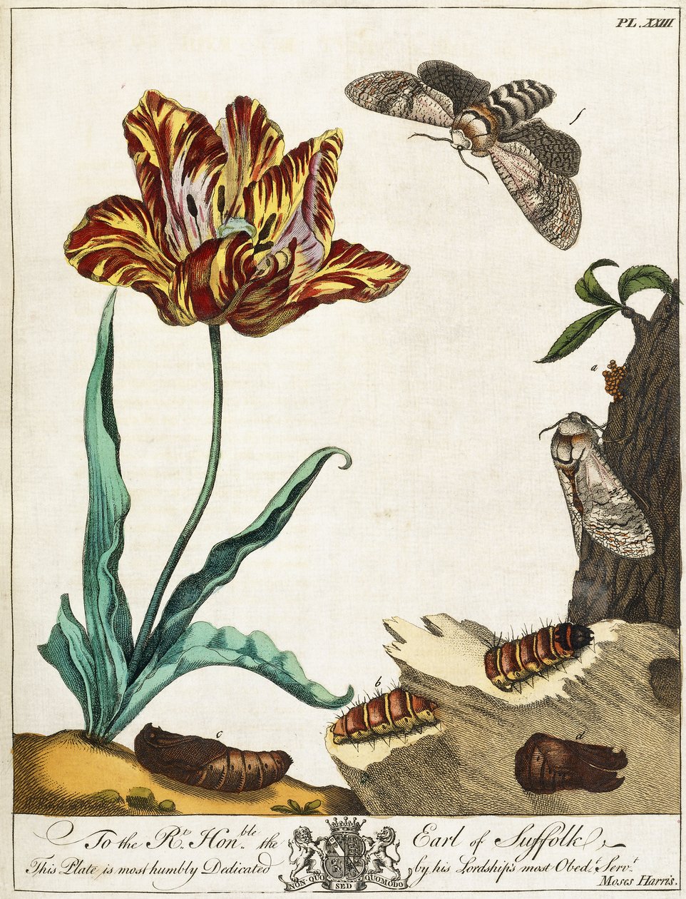 Životní cyklus můry, deska 23, z „The Aurelian, nebo Natural History of English Insects“, 1778 od Moses Harris