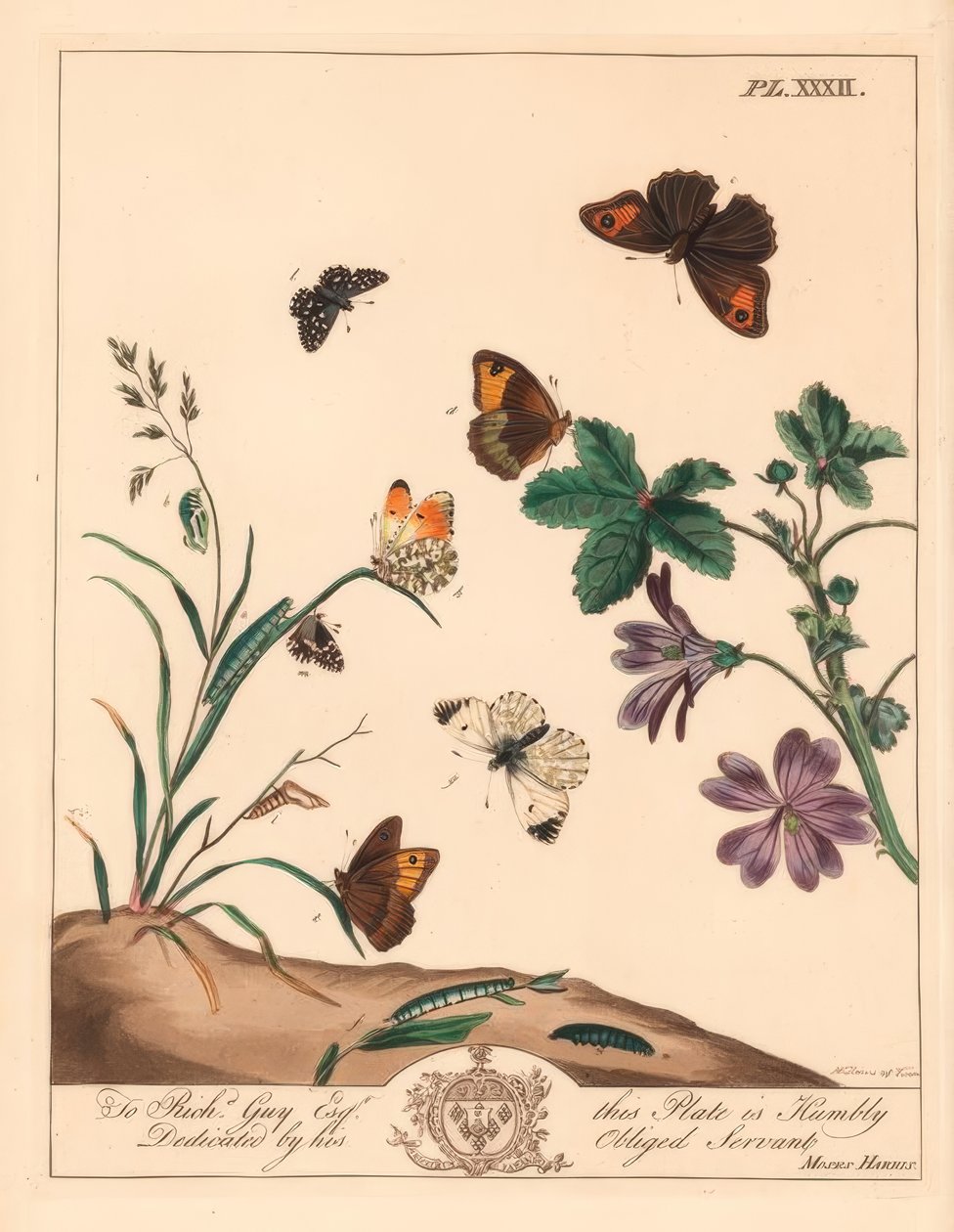 Motýl luční hnědý, Maniola jurtina, dřevěná nebo pomerančová špička, Anthocharis cardamines a skipper prošedivělý, Pyrgus alveolus od Moses Harris