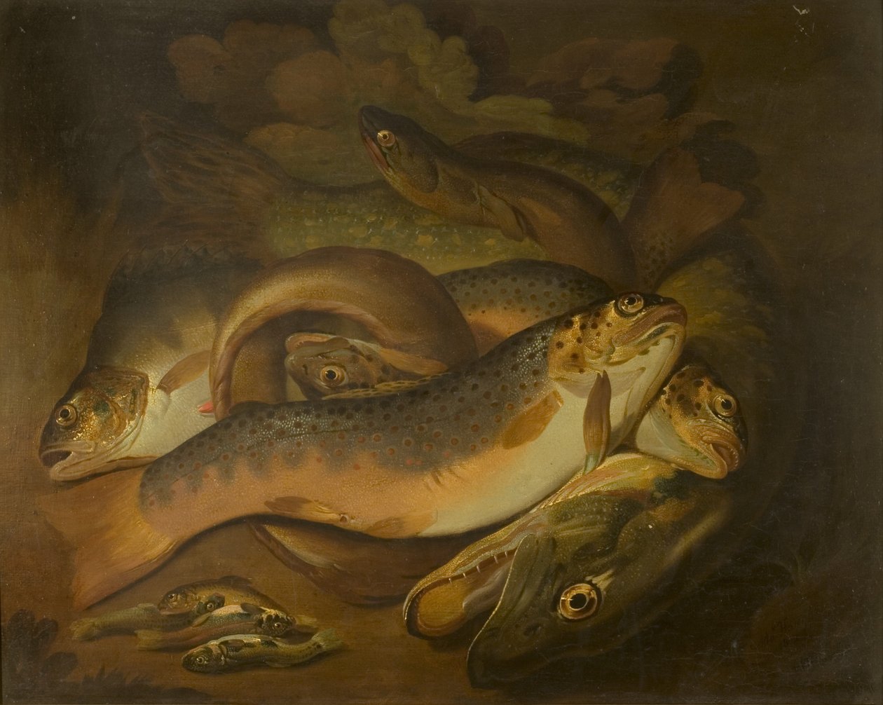Ryby od Moses Haughton