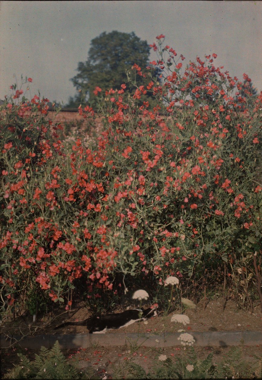 Cat and Sweetpeas, ca. 1907. od Moss