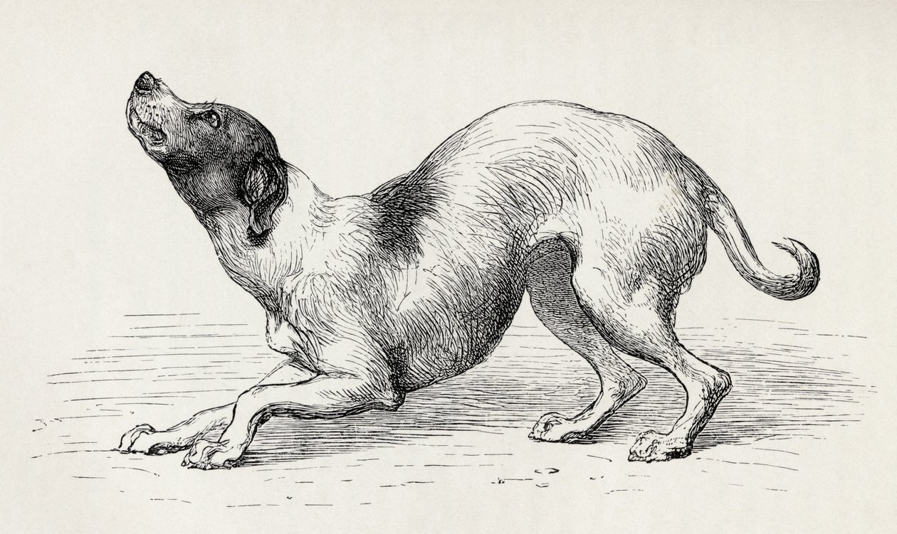 Pes ve skromném a láskyplném rozpoložení, z knihy Charlese Darwina „Výraz emocí u člověka a zvířat“, 1872 od Mr. Riviere