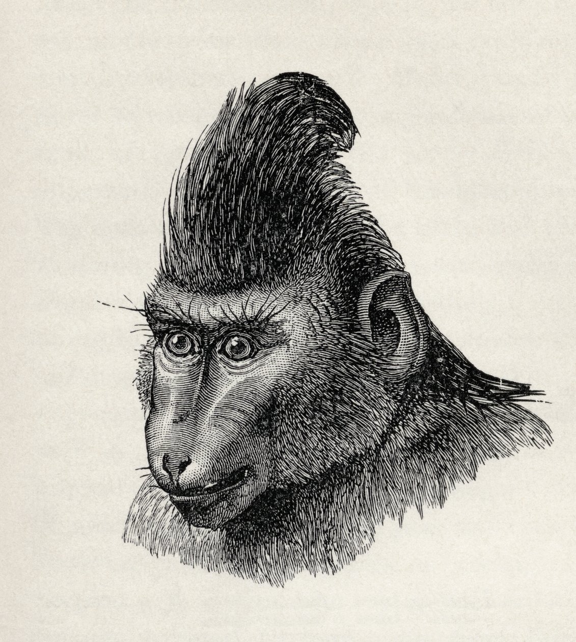 Cynopithecus niger v klidném stavu, z knihy Charlese Darwina „Výraz emocí u člověka a zvířat“, 1872 od Mr. Wolf