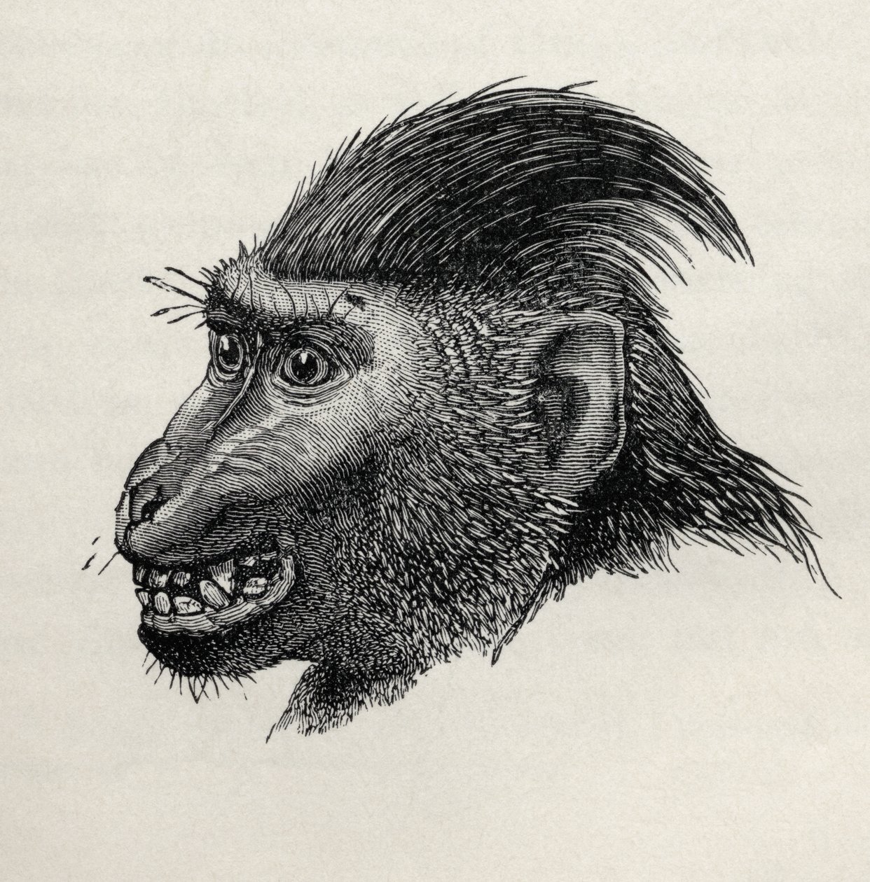 Cynopithecus niger, když je potěšen pohlazením, z Charlese Darwina „Výraz emocí u člověka a zvířat“, 1872 od Mr. Wolf