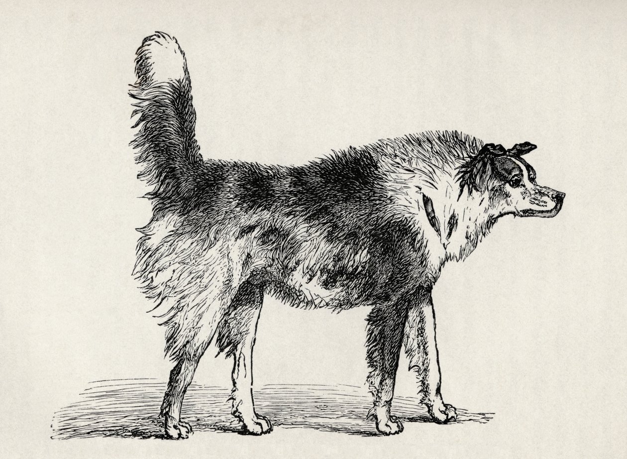 Poloviční ovčácký pes s nepřátelskými úmysly, z knihy Charlese Darwina "The Expression of the Emotions in Man and Animals", 1872. od Mr. A. May