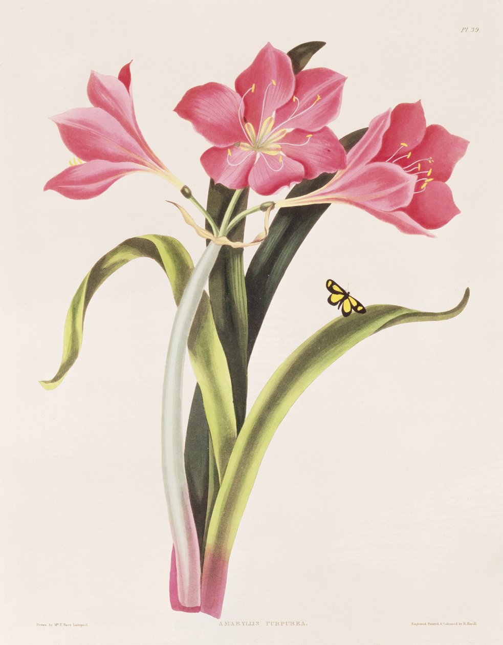Amaryllis purpurea, deska 39 z 