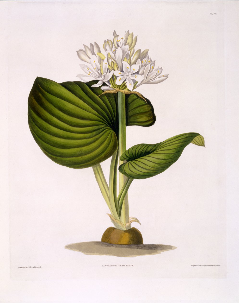 Pancratium Amboinense, Plate 20 z 