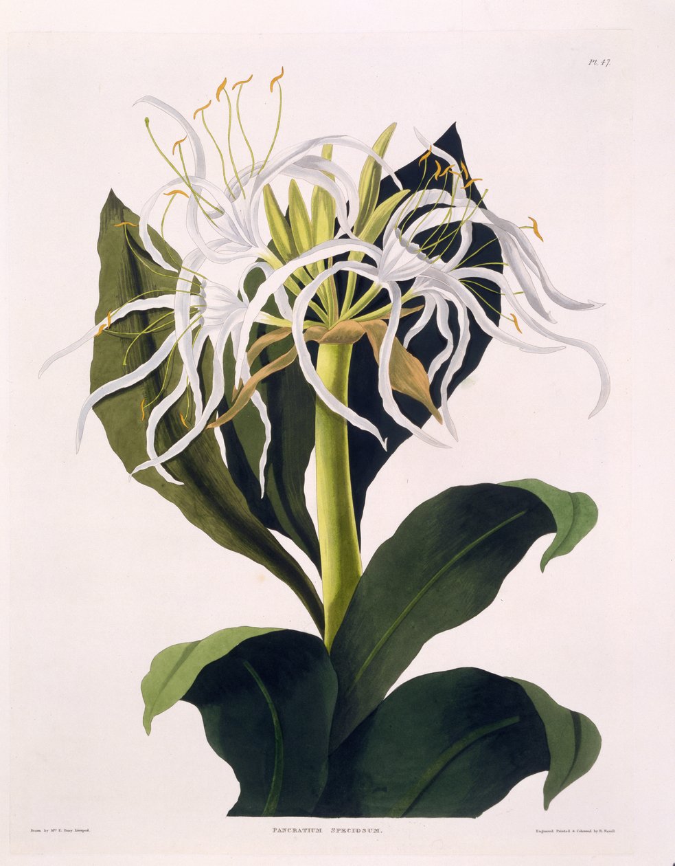 Pancratium Speciosum, deska 47 z „A Selection of Hexandrian Plants“, vydáno R. Havell, Londýn, 1831-1834 (ručně kolorovaná rytina) od Mrs Edward Bury