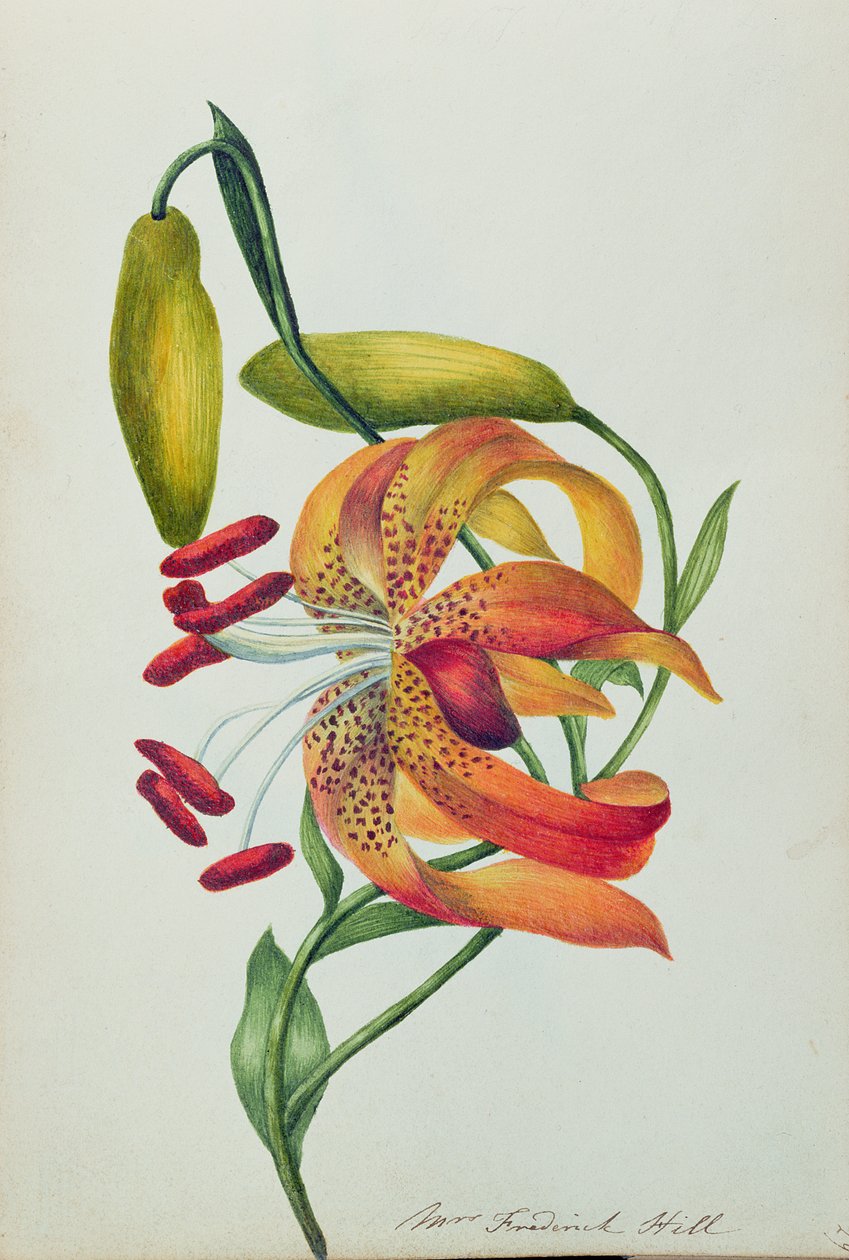Tiger Lily (wc) od Mrs Frederick Hill