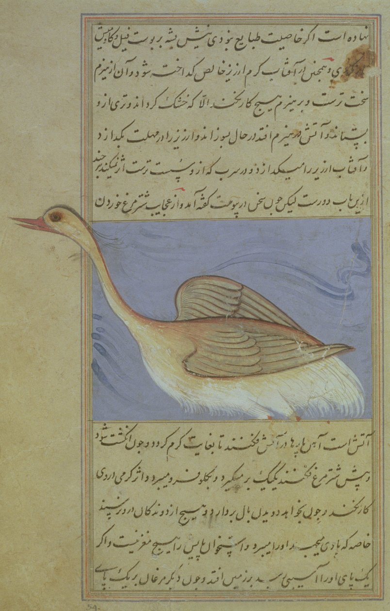 Labuť, z Nuzhat-Namah IAlai, 1599 (1007 hidžra) od Mughal School
