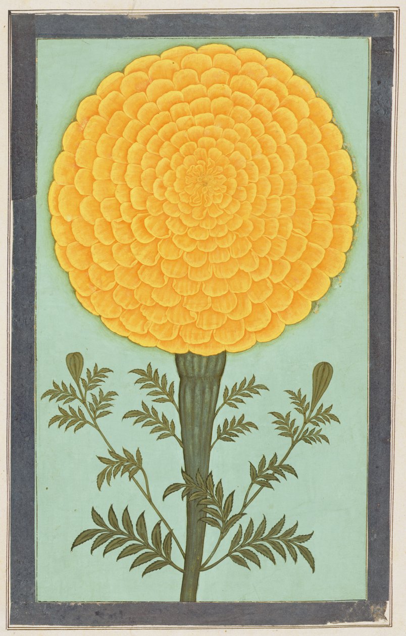 A Marigold, from the Small Clive Album (wc na papíře) od Mughal School