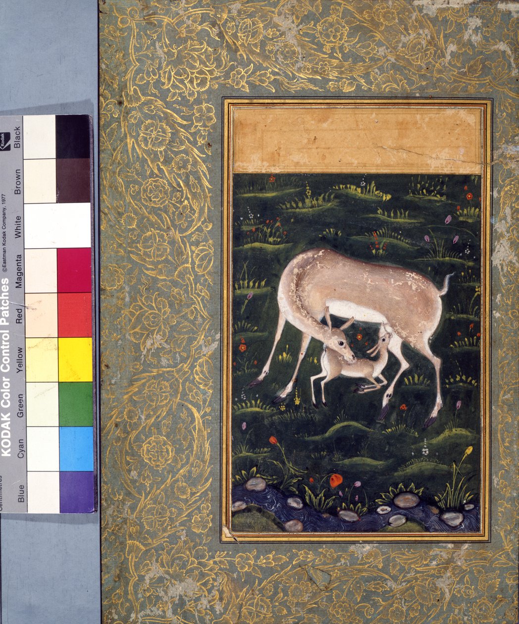 Srna kojící své koloucha, kolem 1560 (neprůhledný akvarel a zlato na papíře) [viz také 6040456] od Mughal School