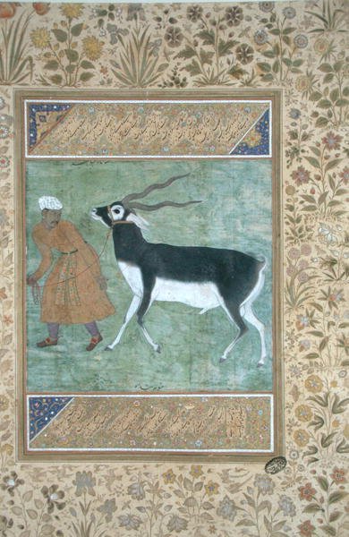 Indický černý jelen vedený svým chovatelem kolem roku 1616 (neprůhledný akvarel a zlato na papíře) od Mughal School