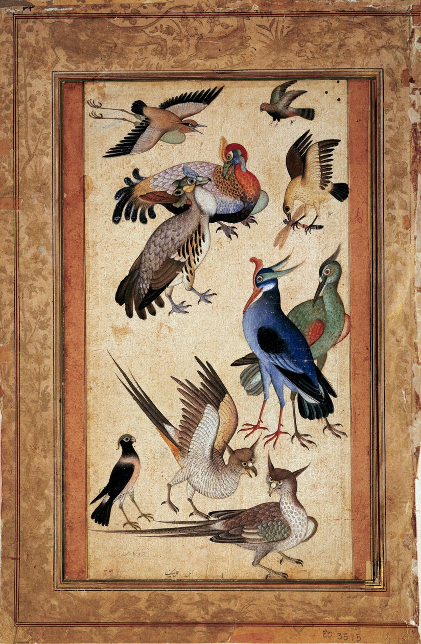 Deset ptáků. Miniaturní malba na kvaši školního mogolu od Mughal School