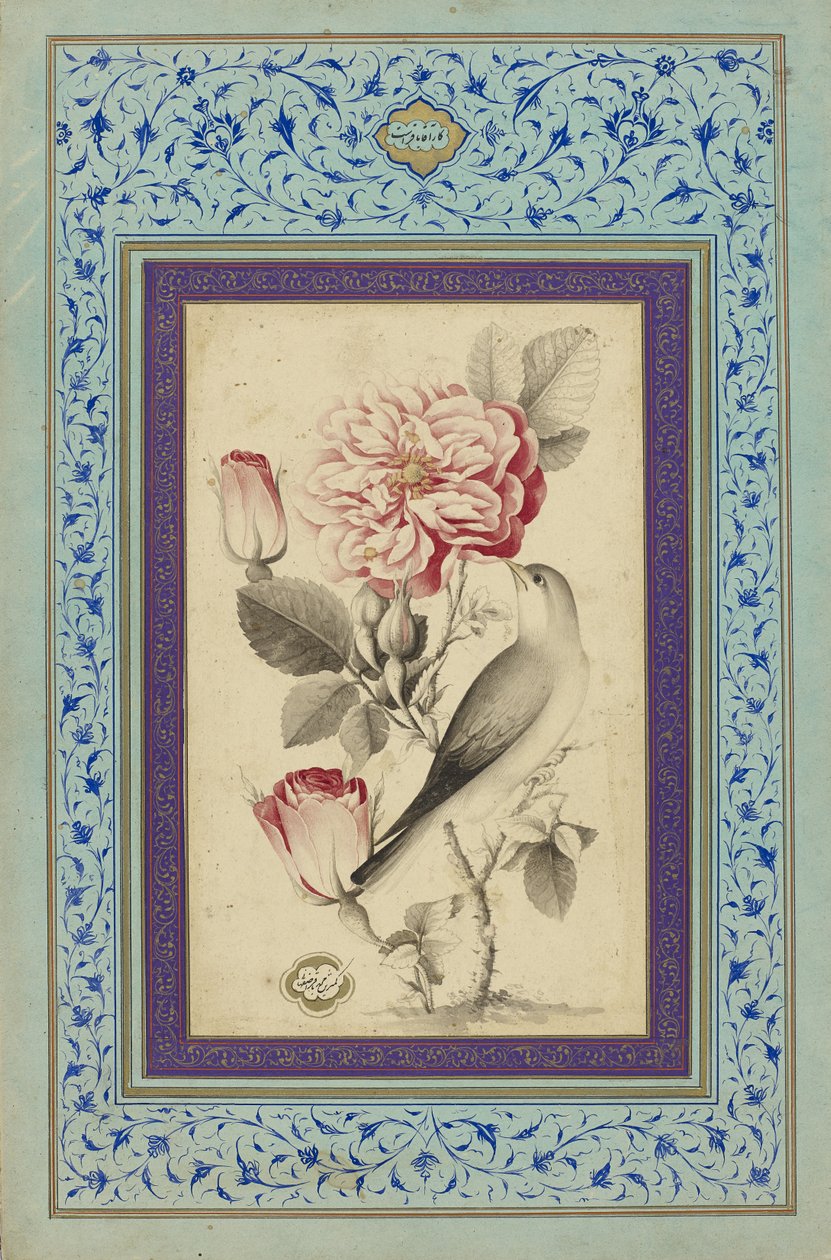 Růže a slavík, konec 18. století (inkoust a barva na papíře) od Muhammad Baqir
