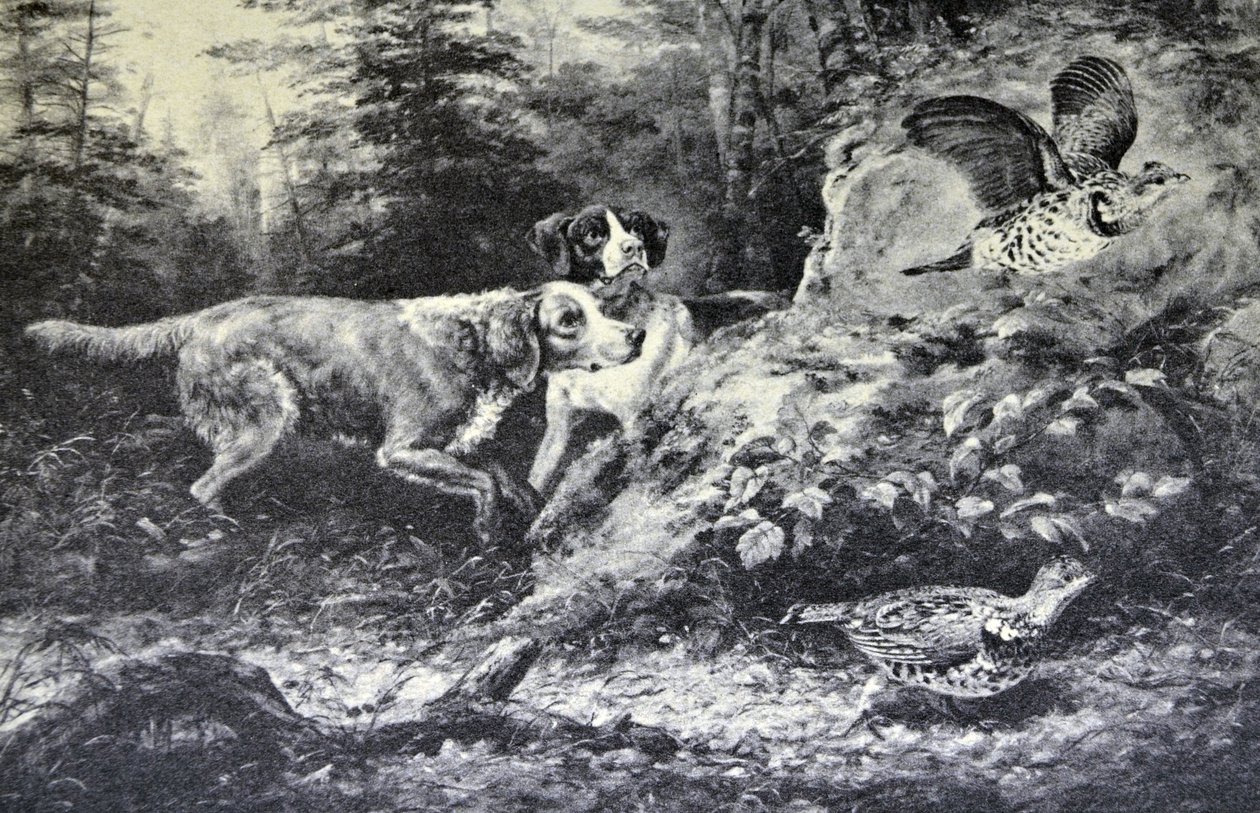 Currier & Ives ilustrace 19. století. Americké terénní sporty. Flushd (originální olejomalba od Arthura Fitzwilliama Taita, N.A., ze které byl tisk vyroben. od N. and Ives, J.M. Currier