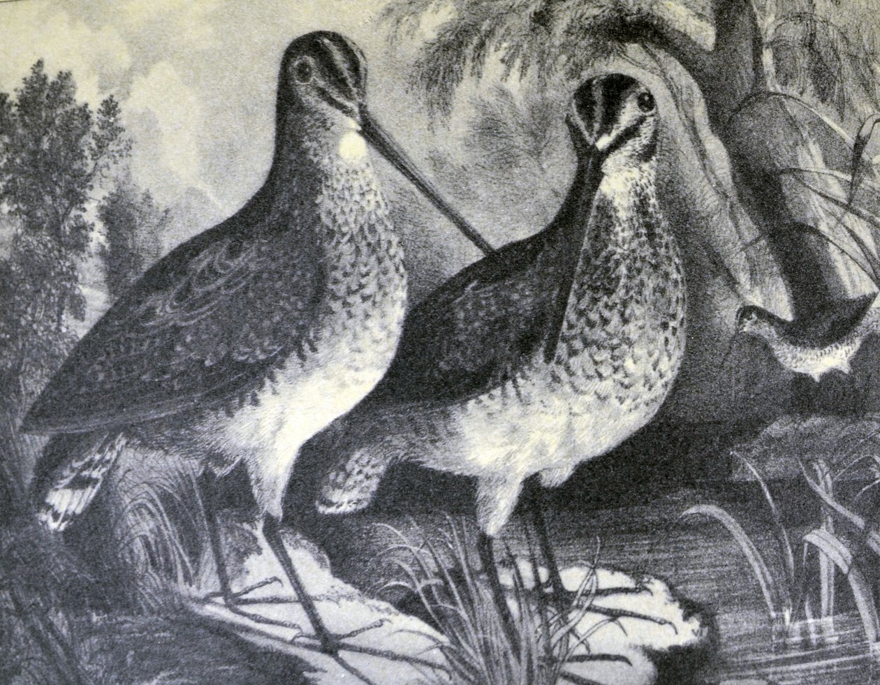 Currier & Ives ilustrace 19. století. Anglický Snipe od N. and Ives, J.M. Currier