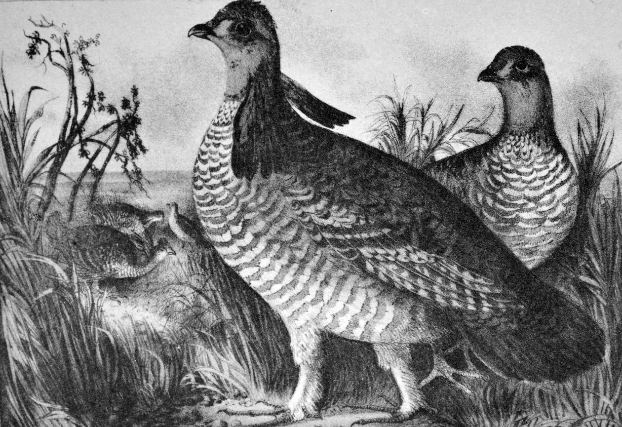 Currier & Ives ilustrace 19. století. Slepice prérijní od N. and Ives, J.M. Currier