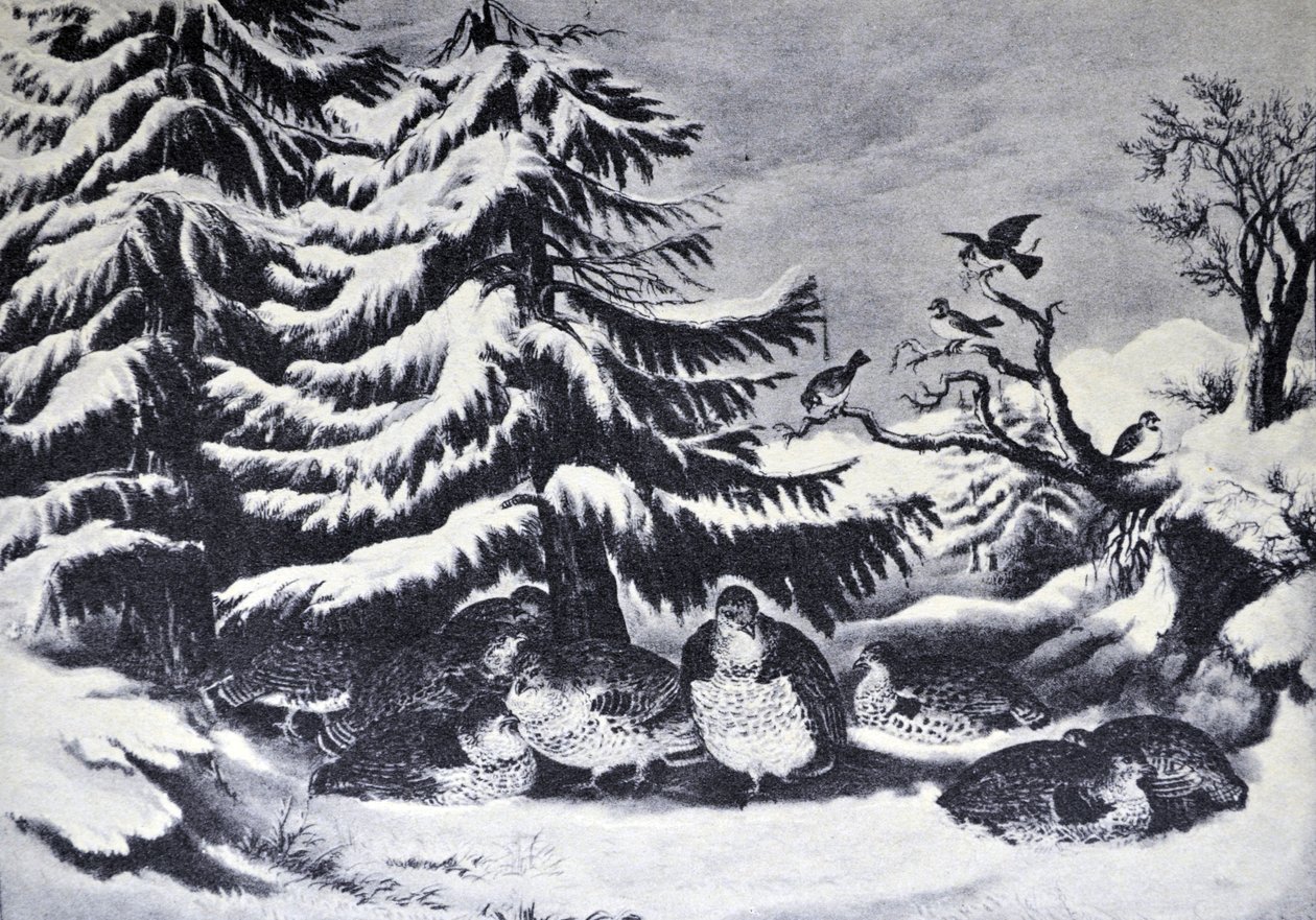 Currier & Ives ilustrace 19. století. Zasněžené, načesané tetřev v zimě od N. and Ives, J.M. Currier