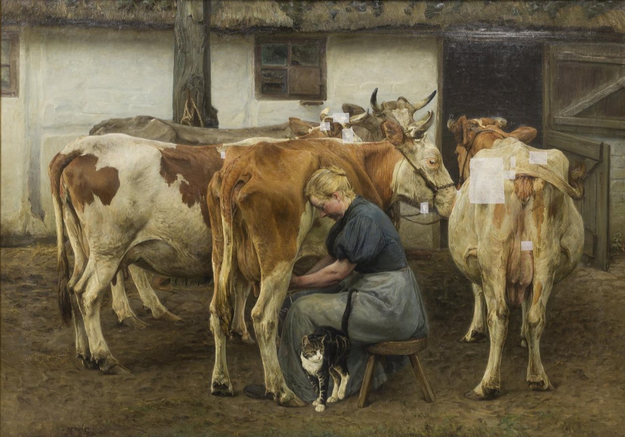 Dojení krav. Západní Jutsko od N.P. Mols