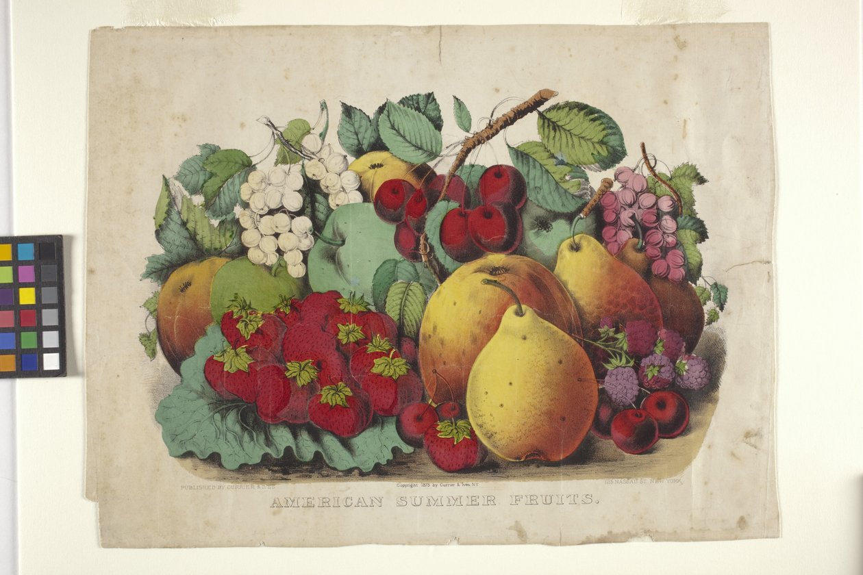 American Summer Fruit (ručně kolorovaná litografie) od N. and Ives J.M. (1824 95) Currier