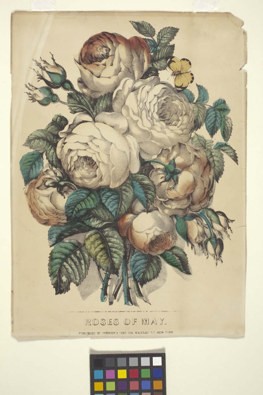 Roses Of May (ručně kolorovaná litografie) od N. and Ives J.M. (1824 95) Currier