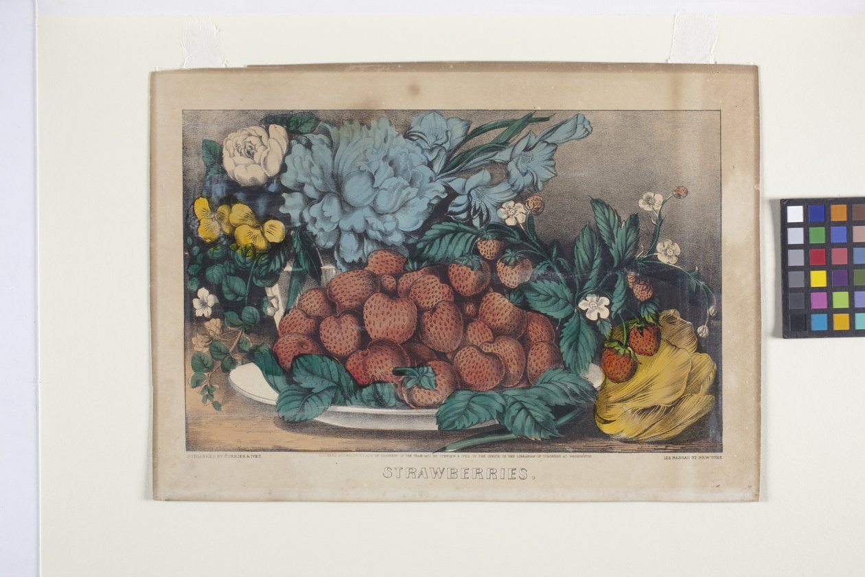 Jahody (ručně kolorovaná litografie) od N. and Ives J.M. (1824 95) Currier