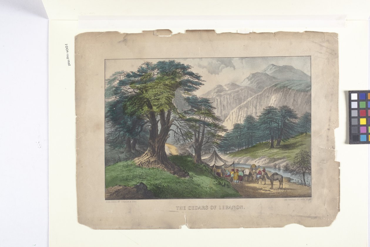 The Cedars Of Libanon (ručně kolorovaná litografie) od N. and Ives J.M. (1824 95) Currier