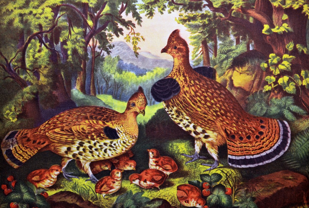 Šťastná rodina, tetřev a mladý od N. and Ives, J.M. Currier