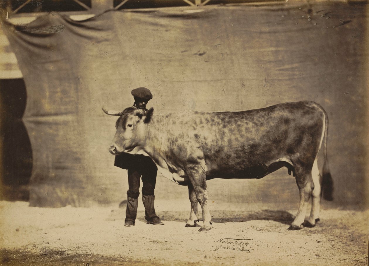 Kráva plemene Garonnaise, stáří 5 až 6 let,1856 (foto) od Nadar Jeune (1825 1903)