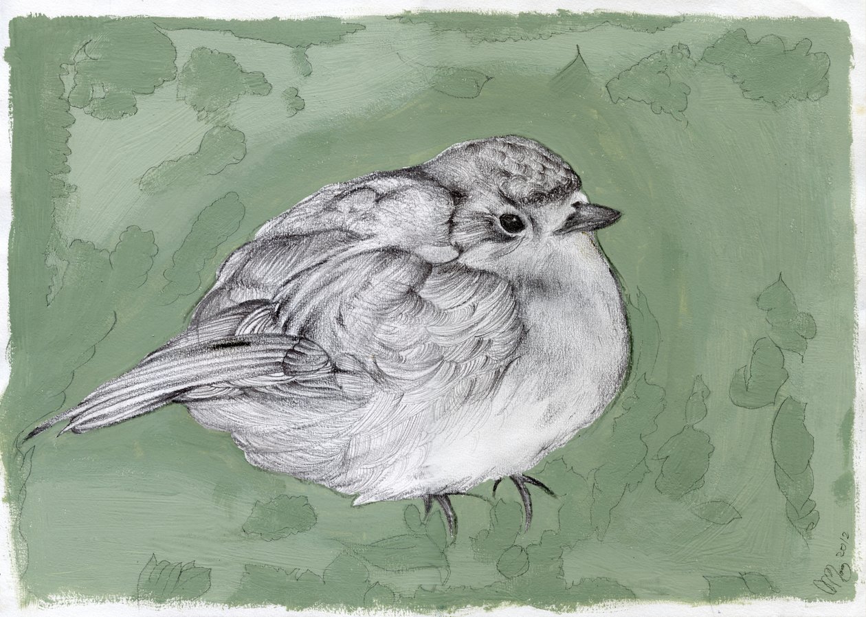Plump Little Robin, 2012, (kvaš, tužka na papíře) od Nancy Moniz Charalambous