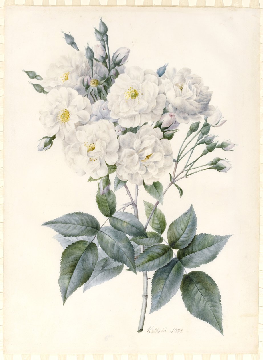 Noisette Rose, 1823 (wc a tělová barva s trochou arabské gumy, přes stopy grafitového obrysu na preparovaném pergamenu) od Nathalie d